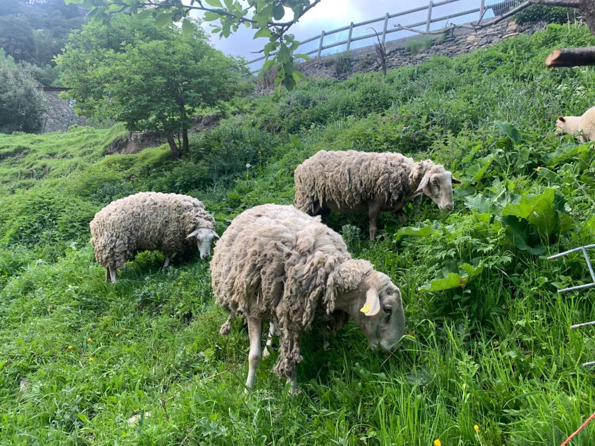 Maians - Peu Del Riu 122 - Vall D'Incles - Soldeu Dış mekan fotoğraf